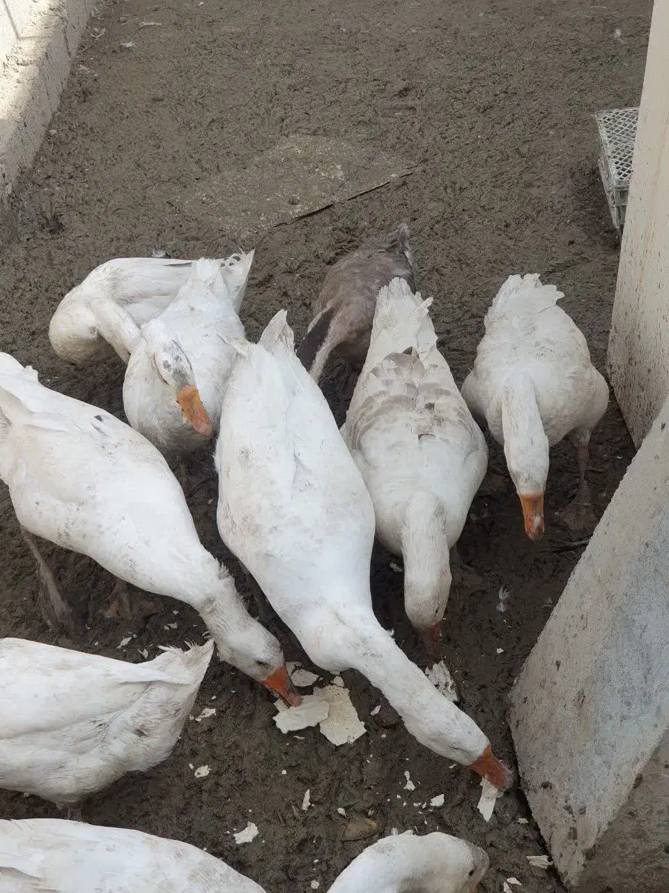 قوغاز|حیوانات مزرعه|ارومیه, |دیوار