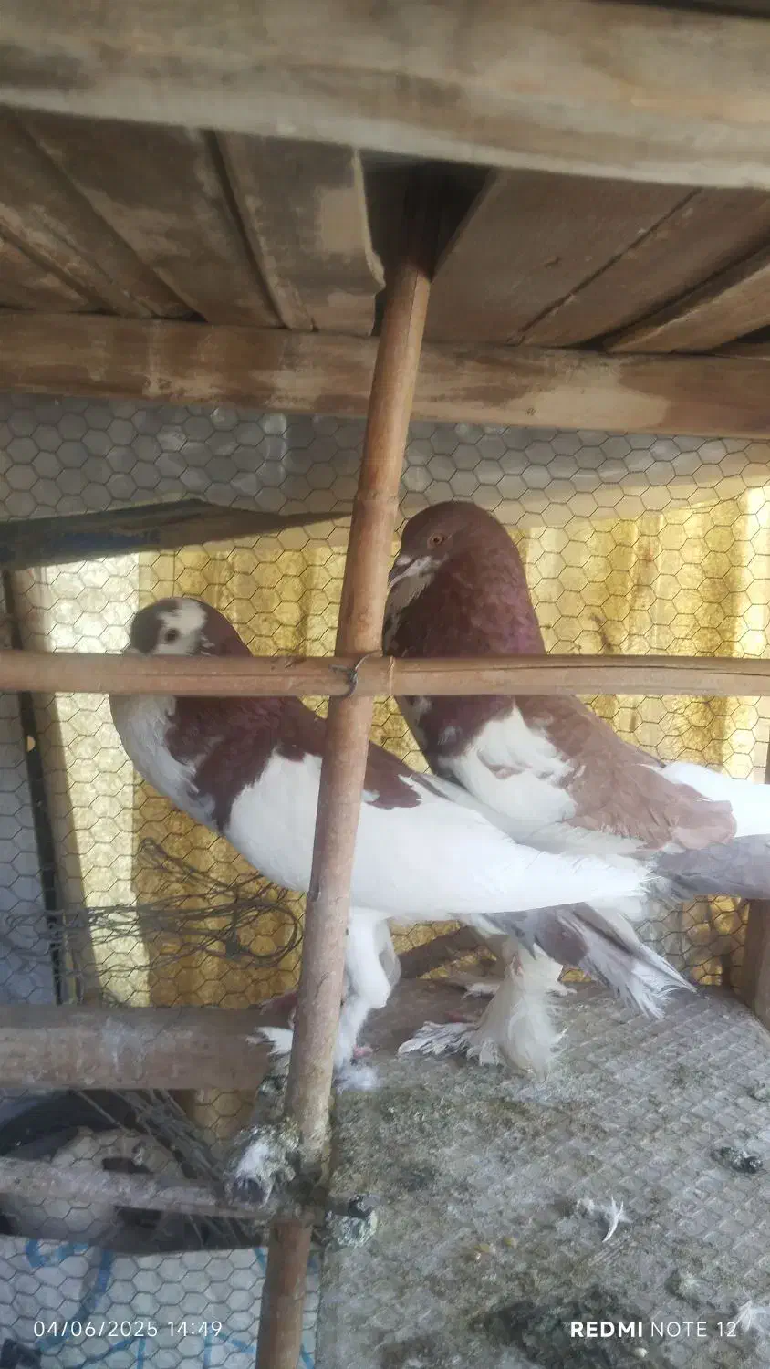 کفتر نر بادکنکی|پرنده|کاشان, باغ ماجد|دیوار