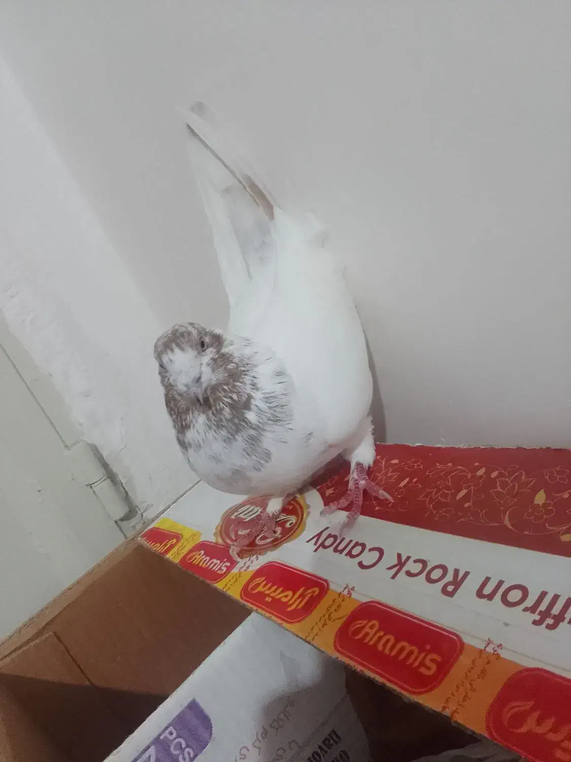 کبوتر قرمزی کوینح و کله ماستی اویناخ|پرنده|مراغه, |دیوار