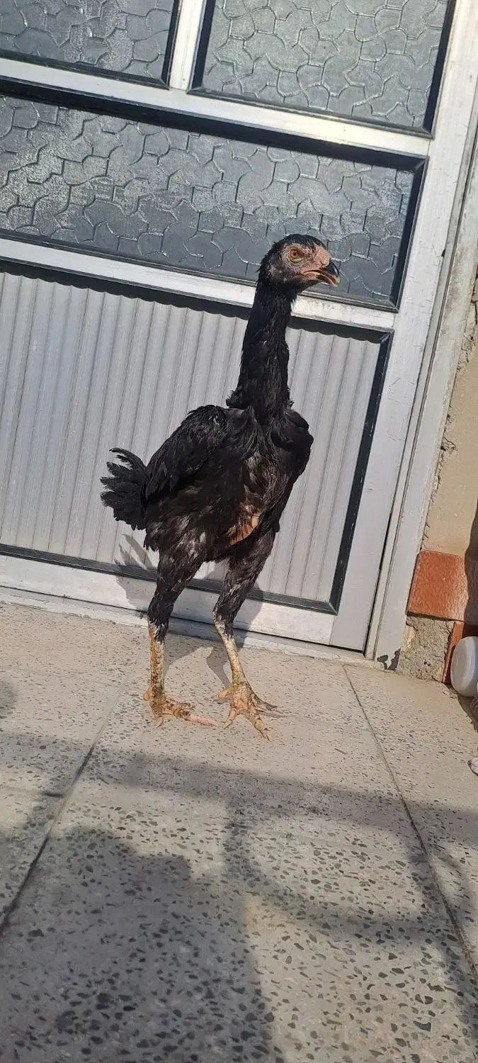 لاری اوشامو|حیوانات مزرعه|شاهدشهر, |دیوار