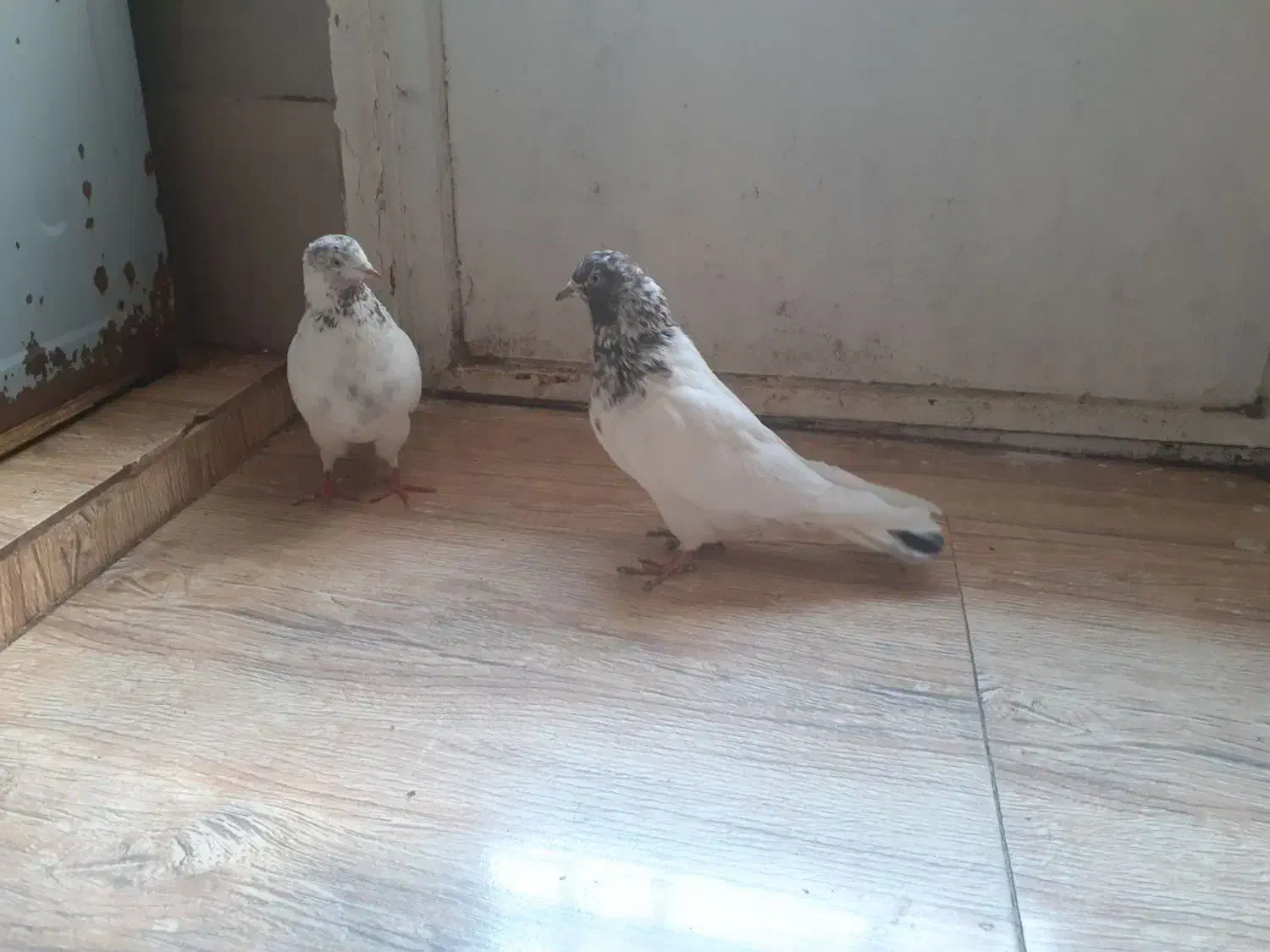 یه جفت کفتر کله ای|پرنده|ملایر, |دیوار