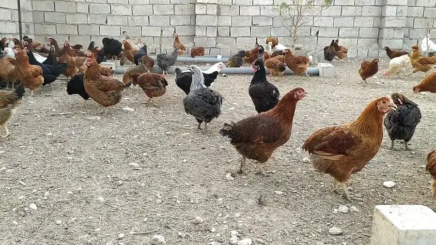 مرغ بومی|حیوانات مزرعه|خوانسار, |دیوار