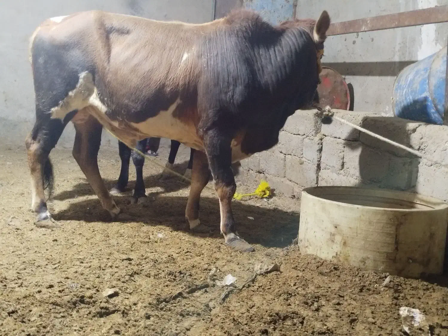 گوساله چاق نر|حیوانات مزرعه|زهک, |دیوار