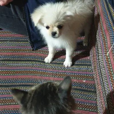 گمشده در گاوازنگ|حیوانات|زنجان, |دیوار