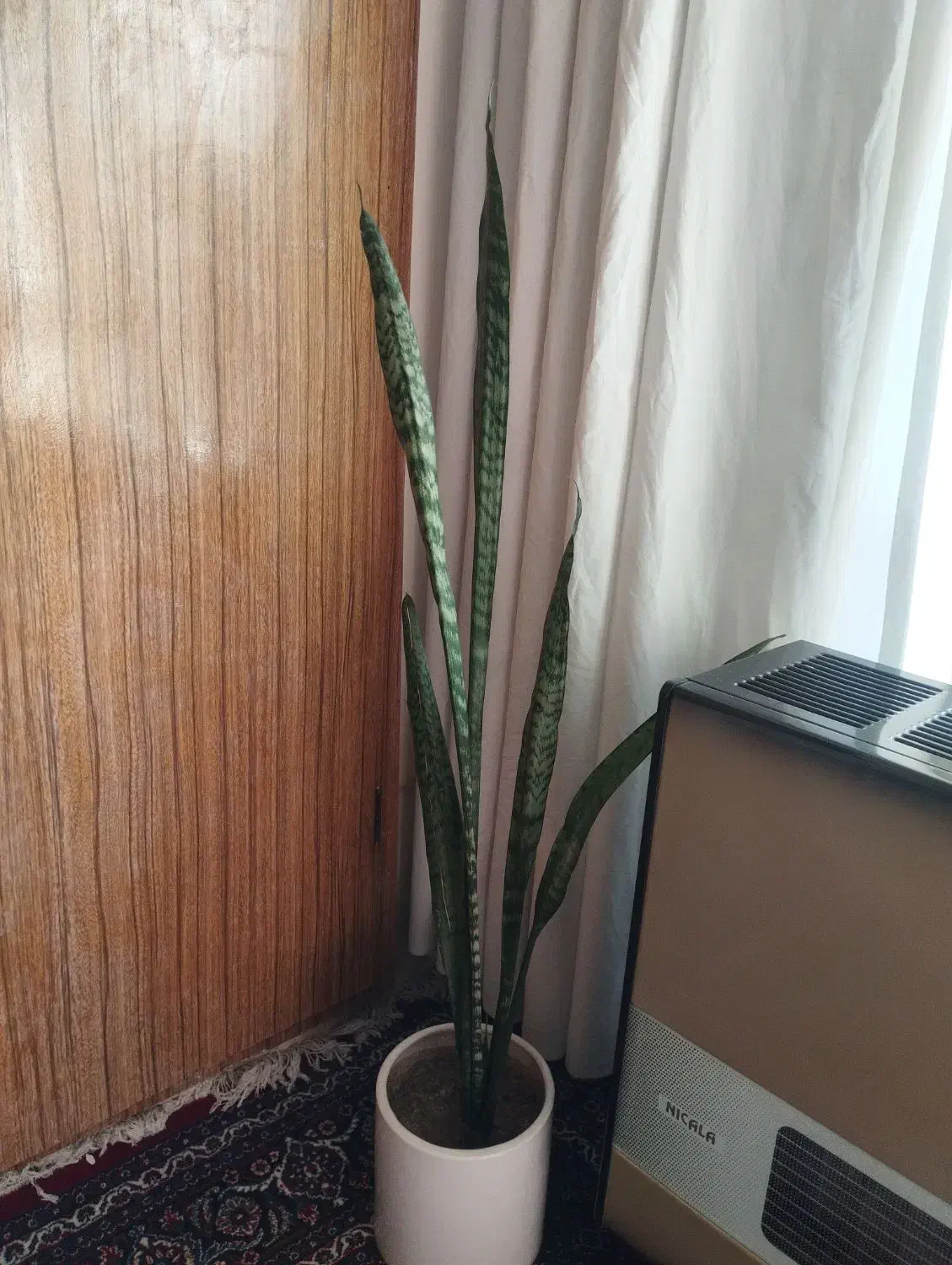 سانسوریا بزرگ|گل و گیاه طبیعی|شوش, |دیوار