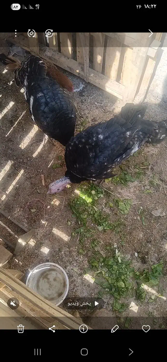 بوقلمون|حیوانات مزرعه|برخوار, |دیوار