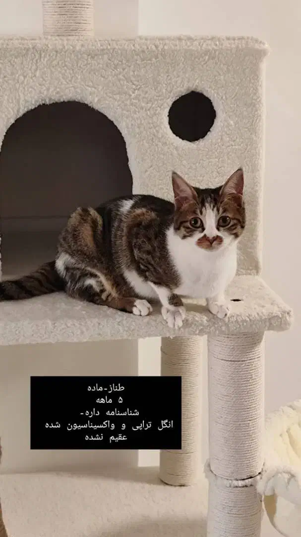 واگذاری رایگان گربه|گربه|بندر انزلی, ساحل قو|دیوار