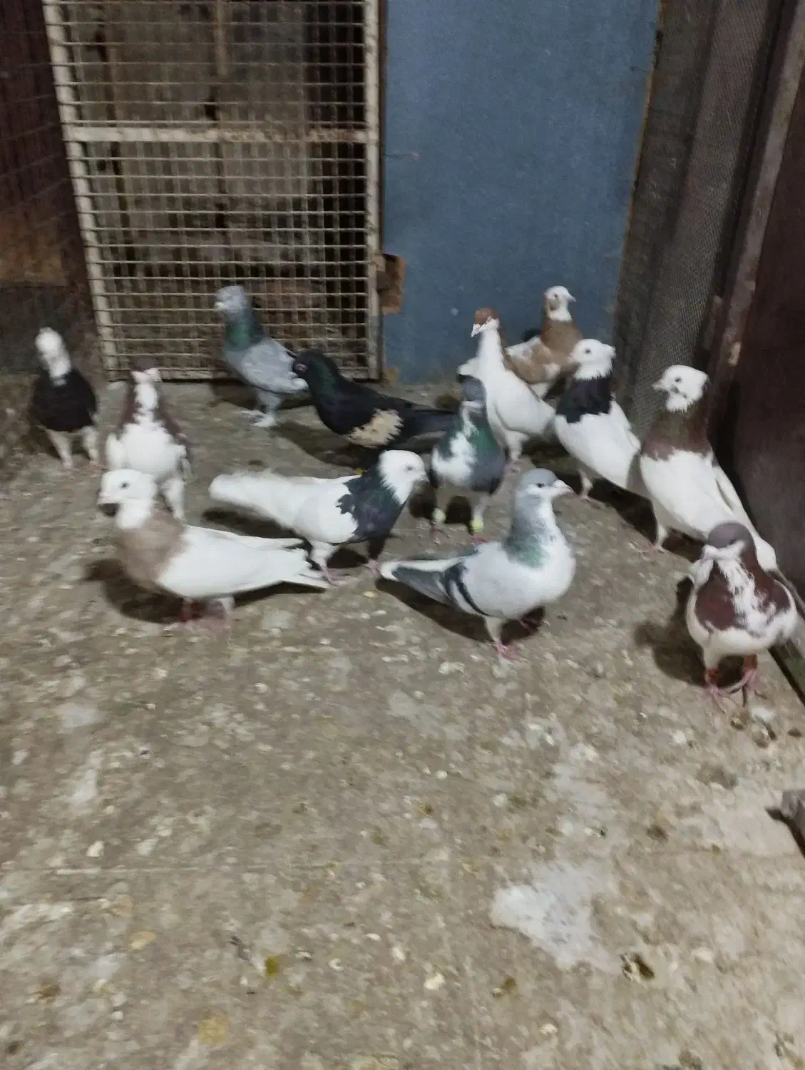 تعدادی پلاکی و شهری|پرنده|شیراز, سیاه سنگ|دیوار