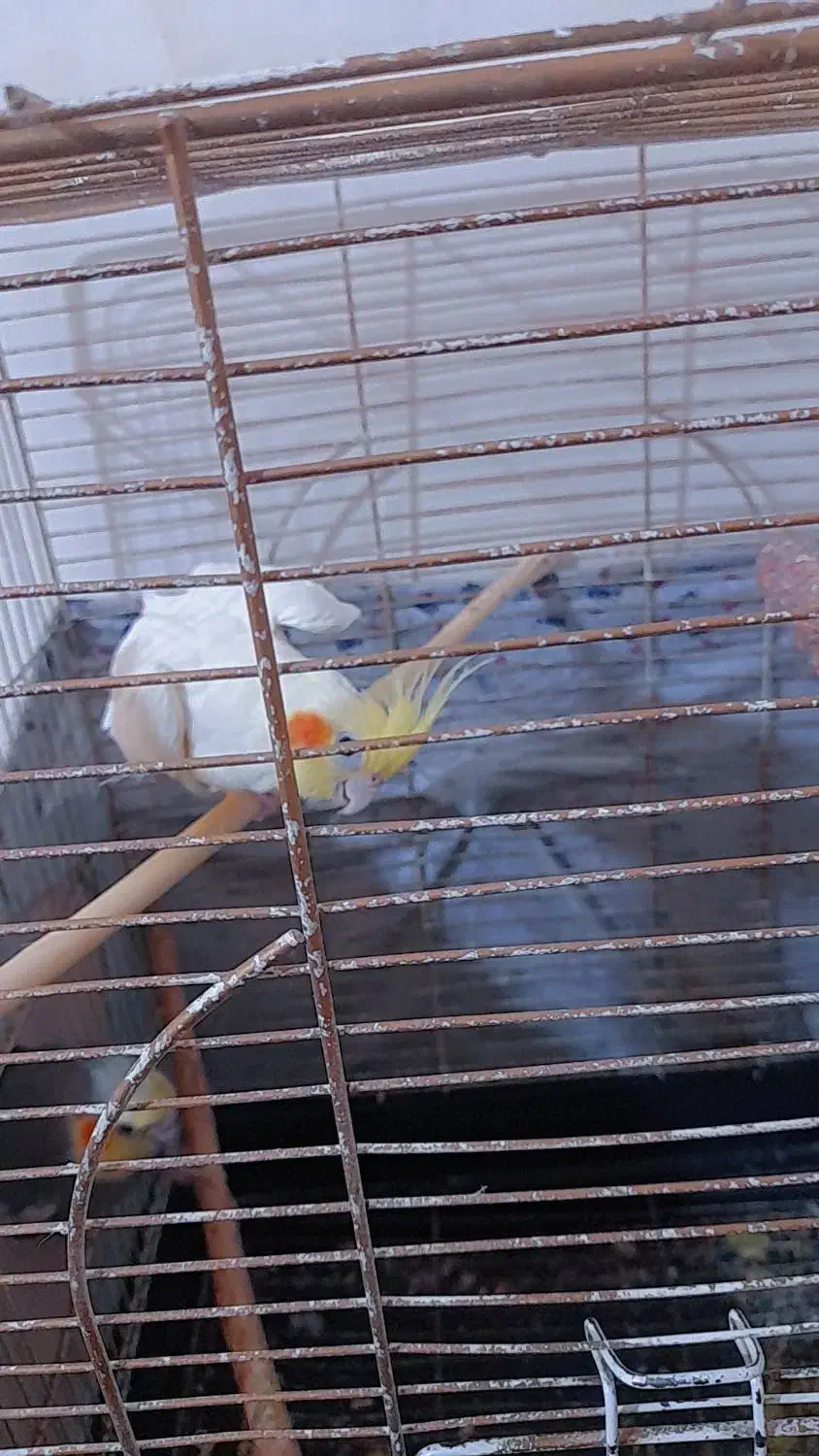 عروس هلندی اهلی مولد|پرنده|هریس, |دیوار