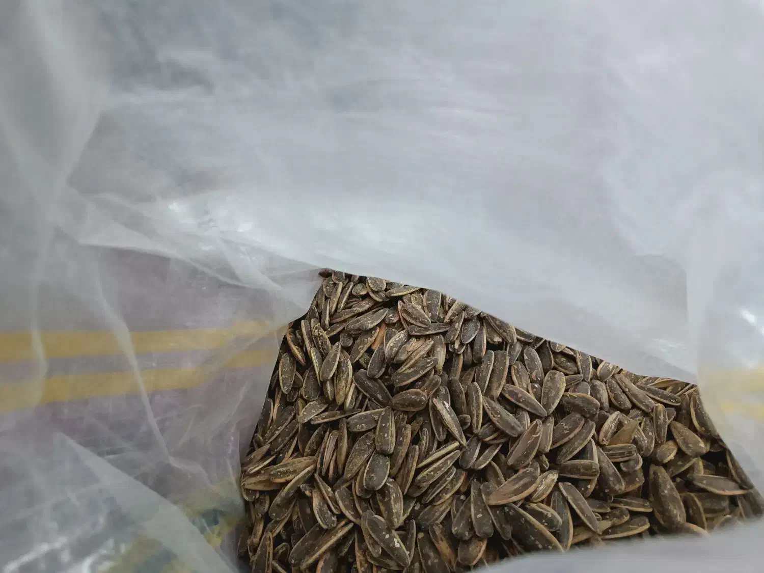 تخمه آفتابگردان|خوردنی و آشامیدنی|شیراز, شهرک ترکان|دیوار