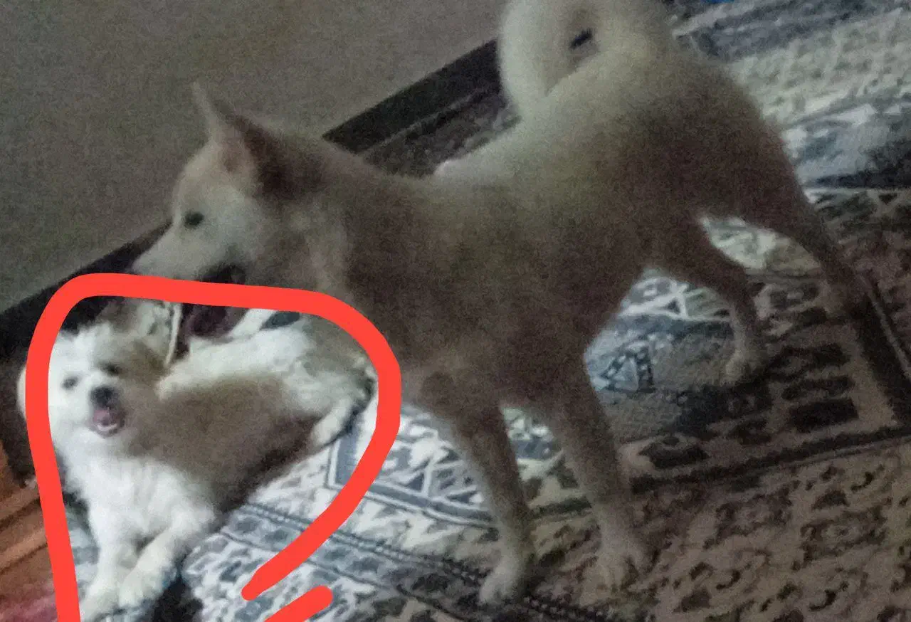 گمشده|سگ|بروجن, |دیوار