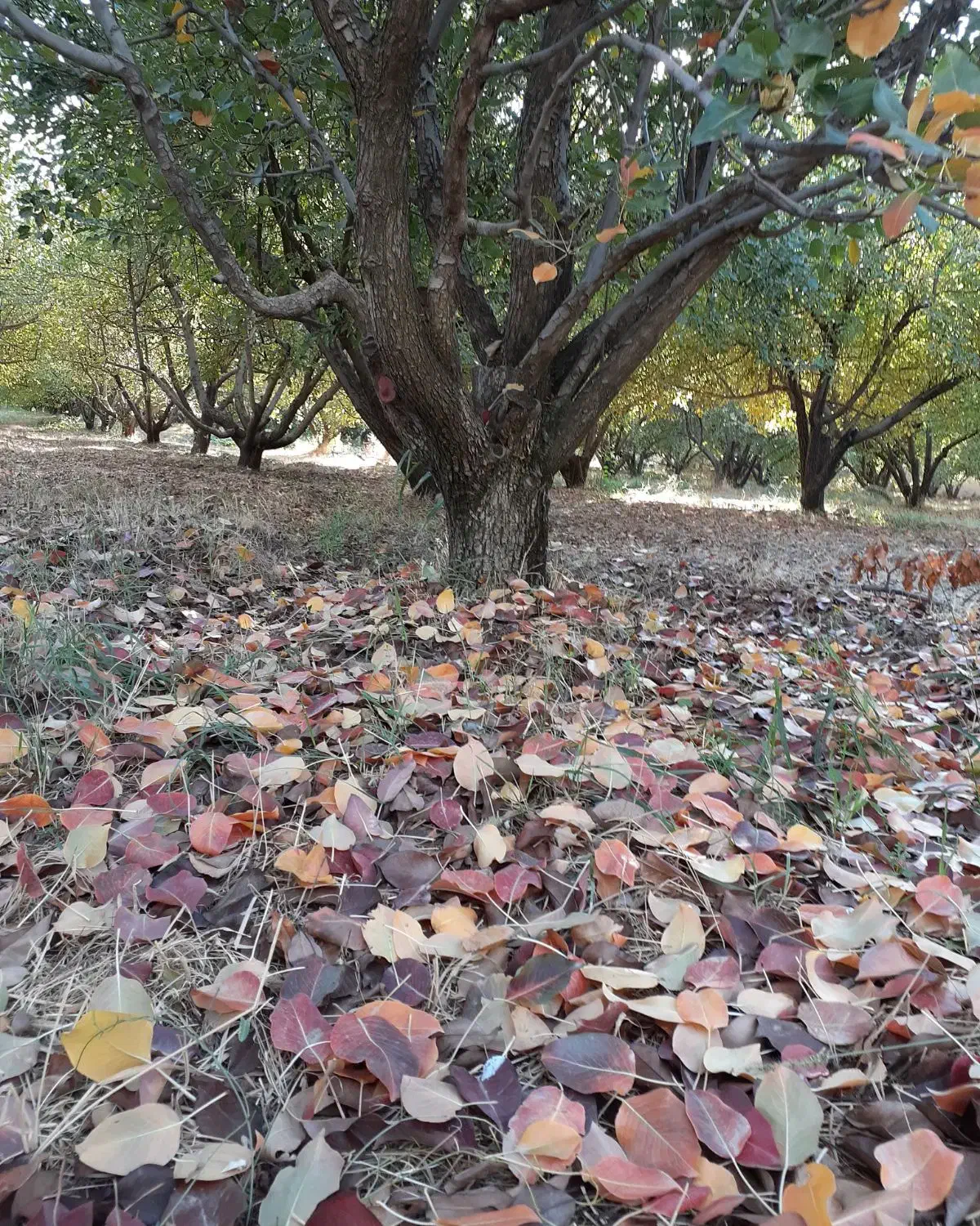 باغ|فروش دفتر صنعتی، کشاورزی، تجاری|خرم‌آباد, |دیوار