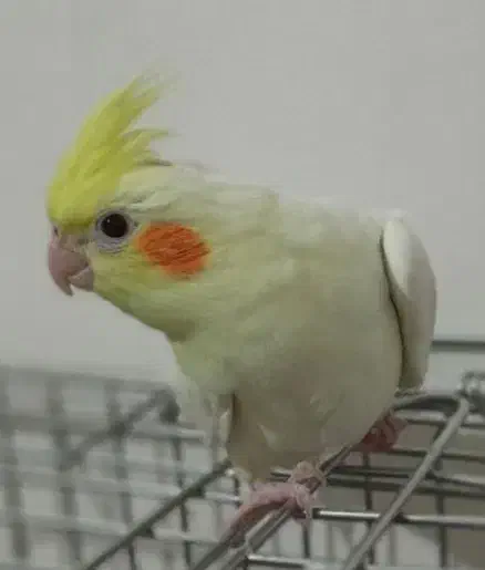 ماده به شرط|پرنده|ابریشم, |دیوار