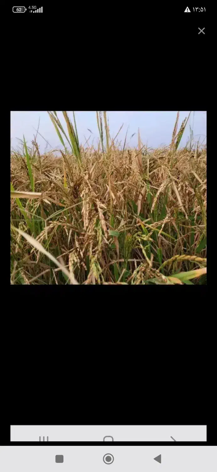 چلتوک|حراج|فیروزآباد (فارس), |دیوار