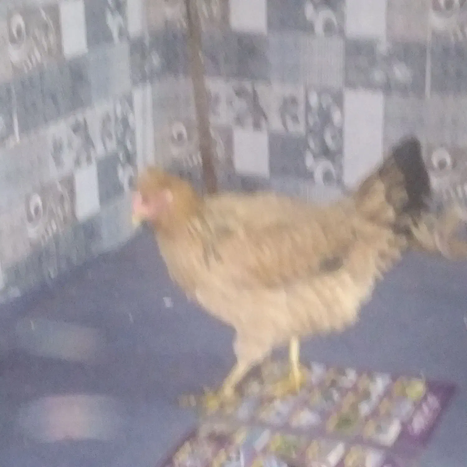 مرغ خونگی|حیوانات مزرعه|مشهد, دانش|دیوار