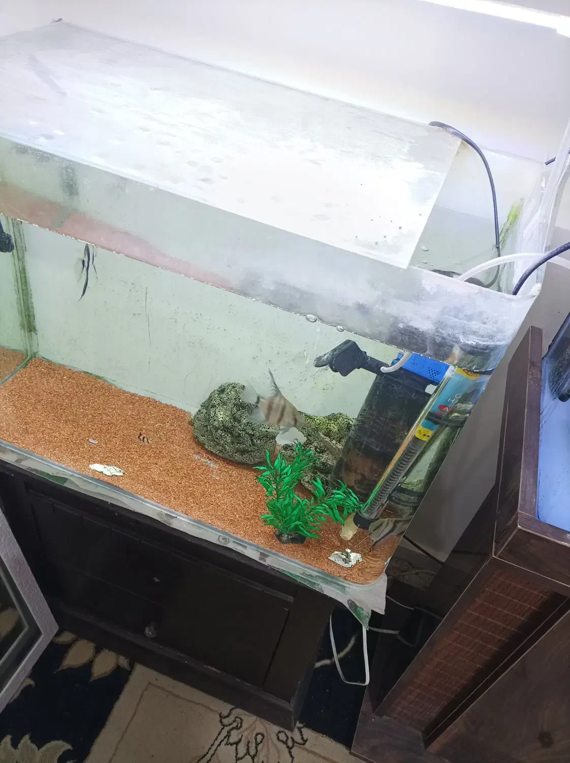 آکواریوم ۶۰ سانتی|ماهی|پرند, فاز ۶|دیوار