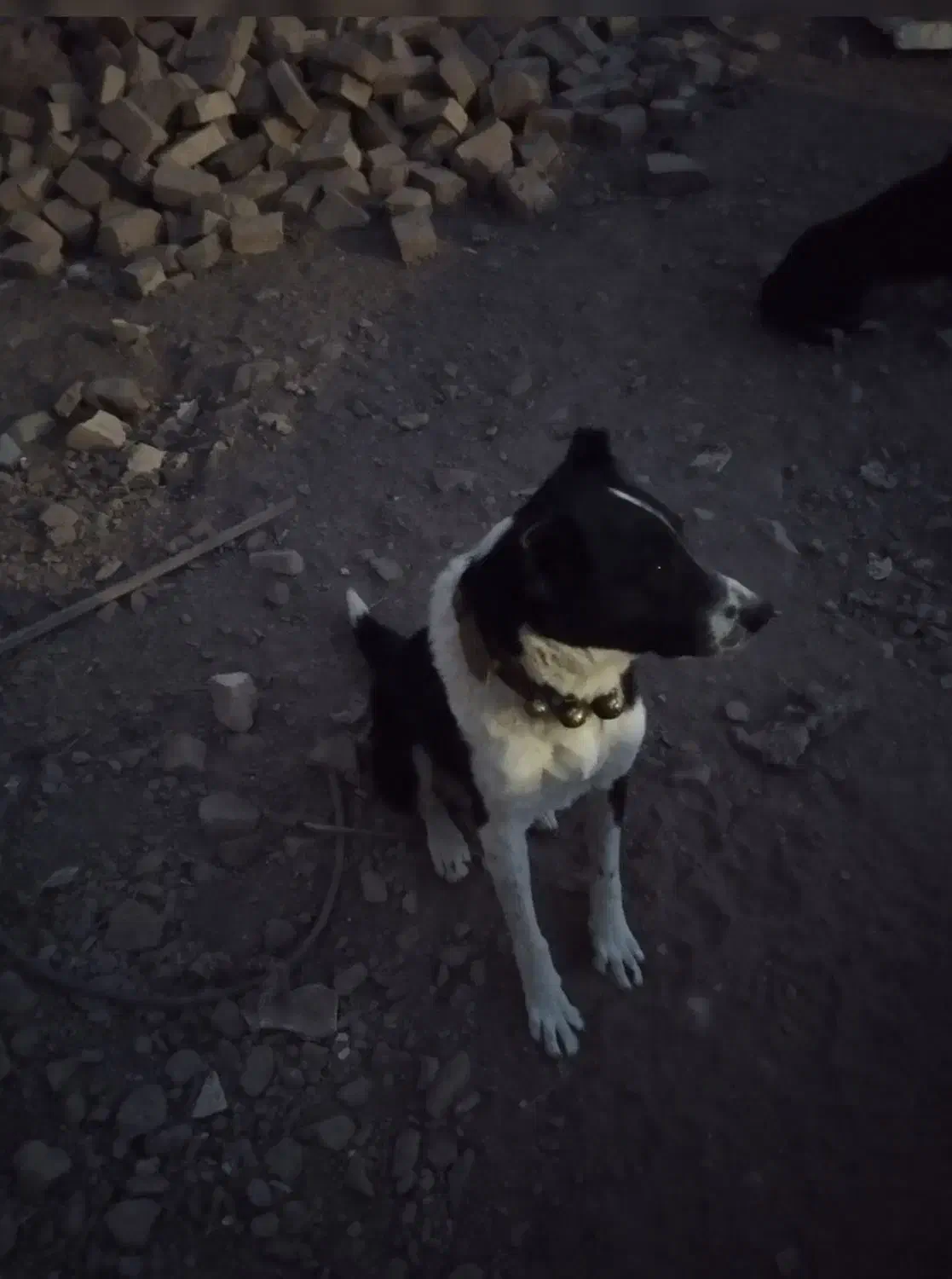 سگ گله|سگ|سلفچگان, |دیوار