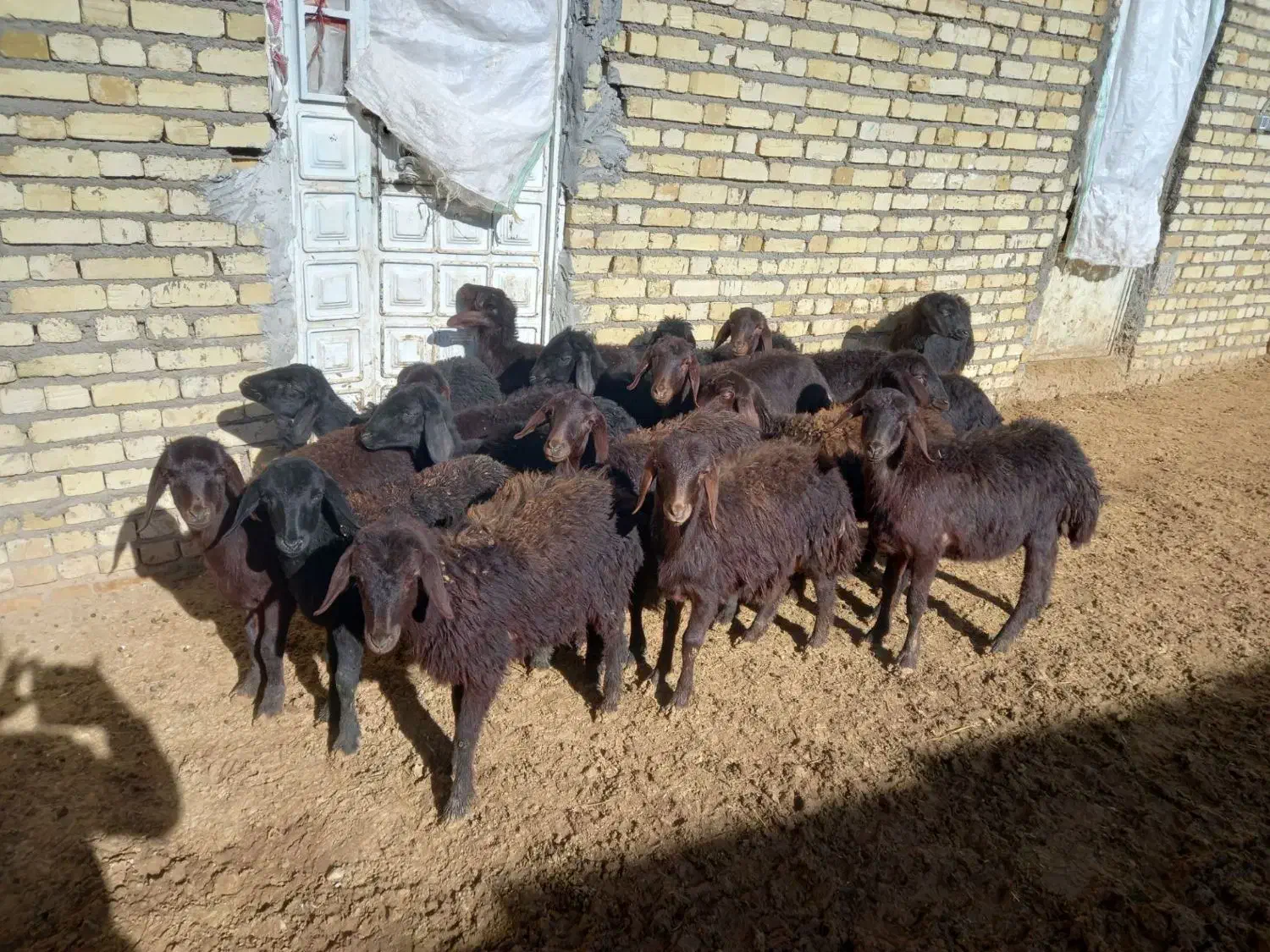 بره قره قزل|حیوانات مزرعه|دوتپه, |دیوار