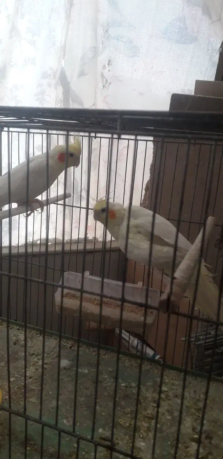 عروس هلندی|پرنده|اصفهان, ارداجی|دیوار