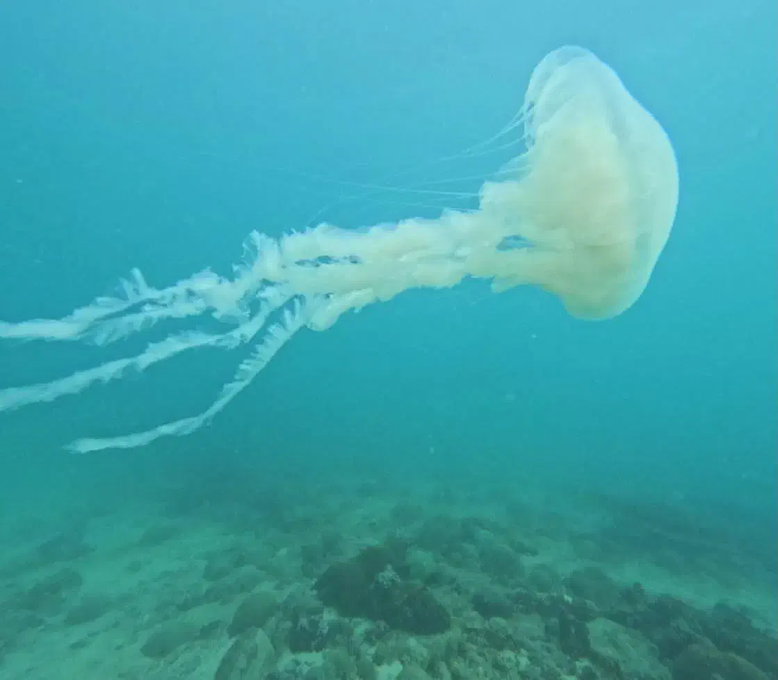 تور قشم و هرمز و هنگام|تور و چارتر|رشت, منظریه|دیوار