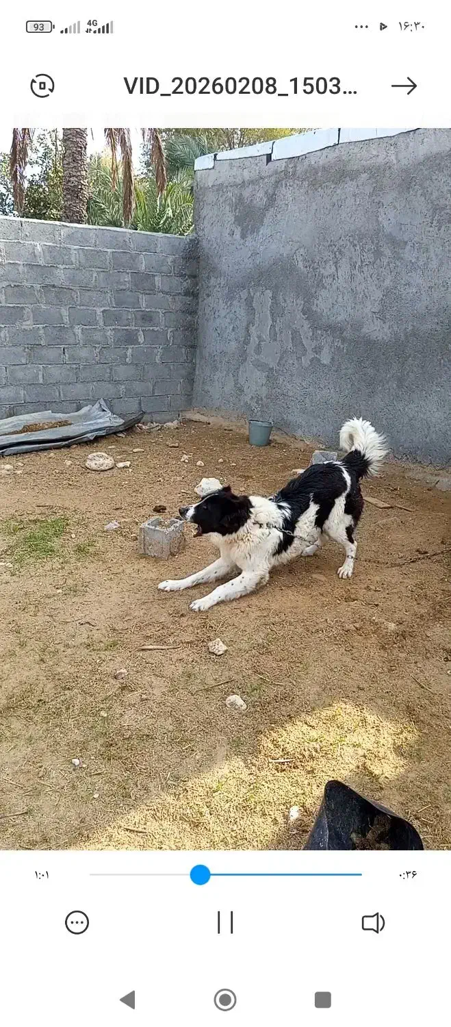 قدرجونی|سگ|لامرد, |دیوار