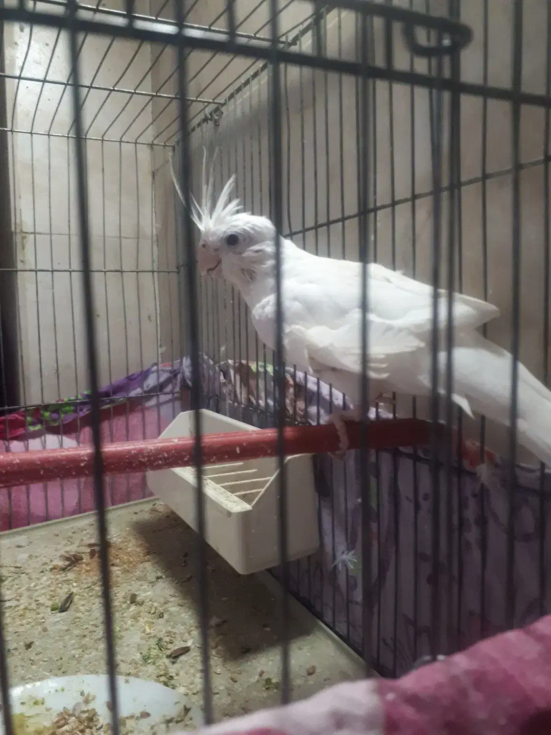 عروس هلندی|پرنده|محمدیه-قزوین, |دیوار