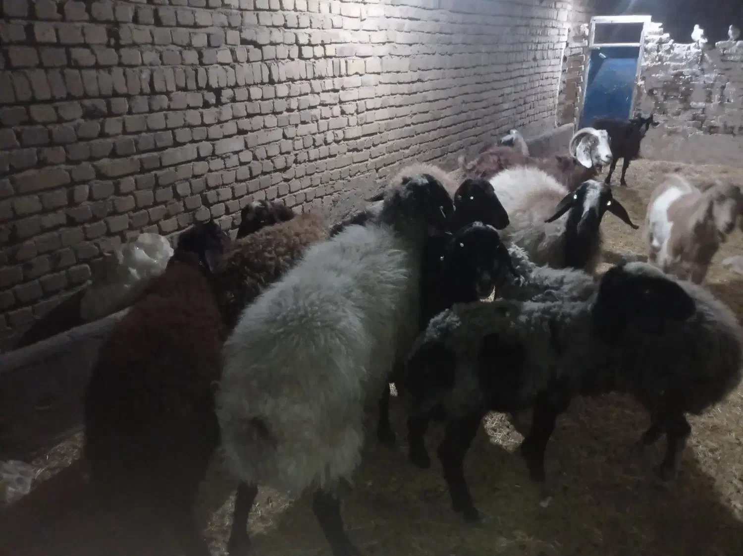 12عدد 3 عددبز یک عدد تکه پاکستانی و8عدد گوسفند|حیوانات مزرعه|بوئین زهرا, |دیوار