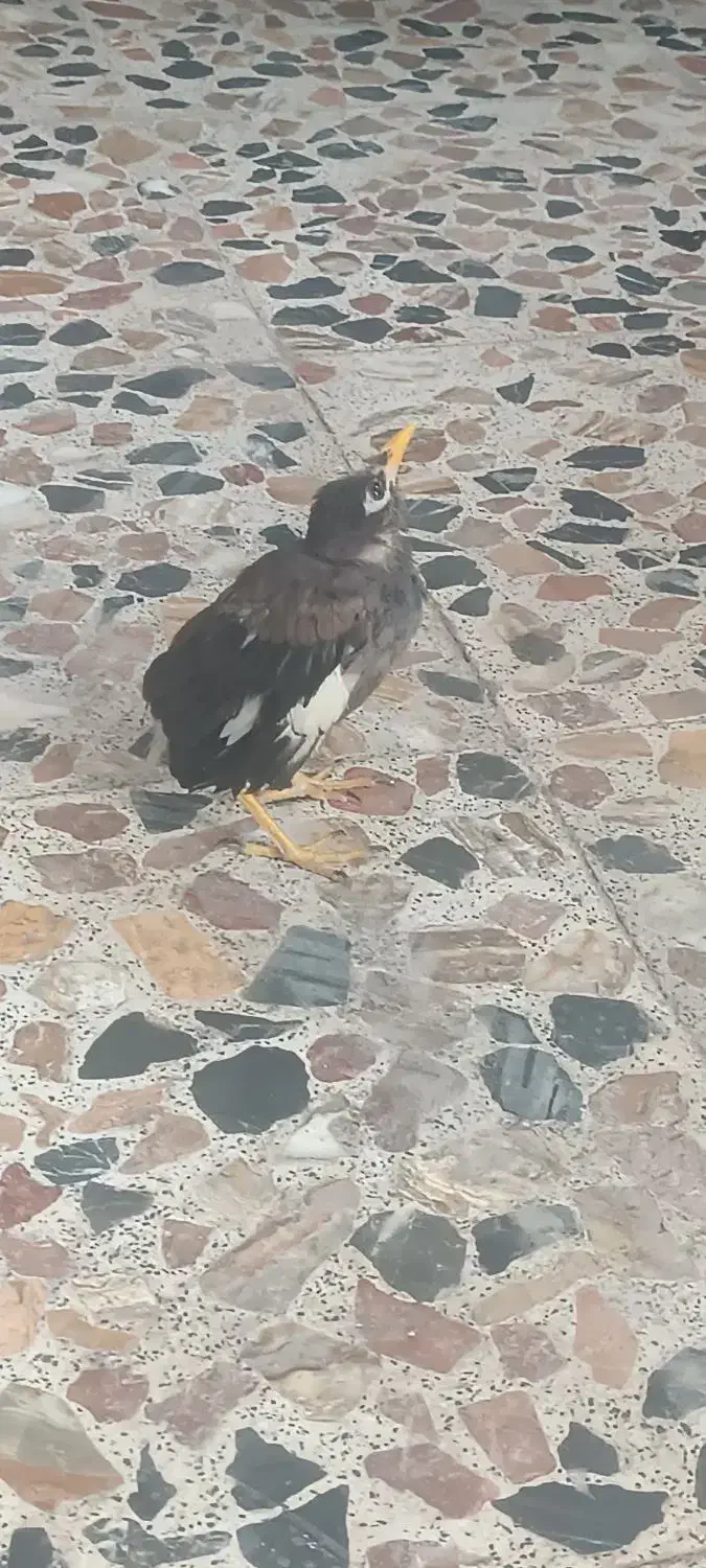 آقا مینا نر اشتی|پرنده|بندرعباس, |دیوار