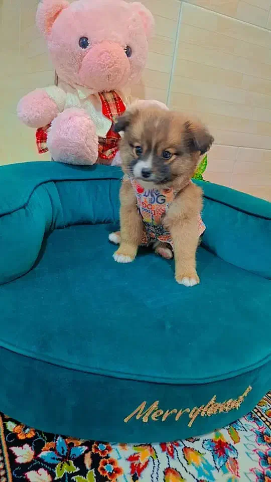 پامر خرسی عروسکی|سگ|رشت, دیانتی|دیوار