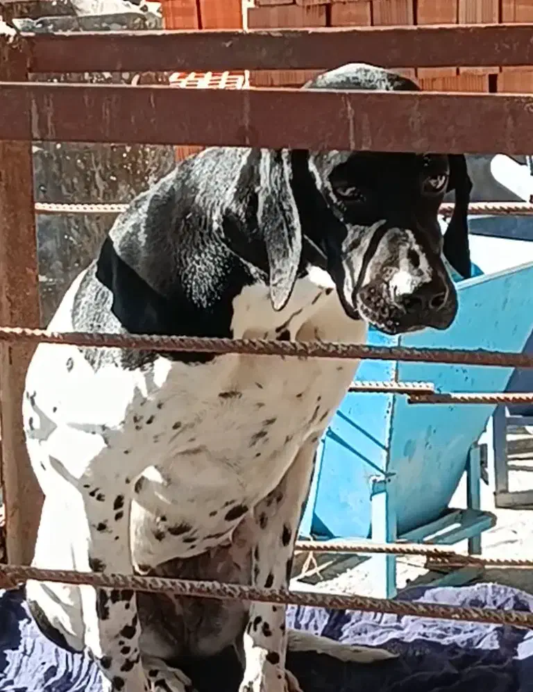 فروش سگ شکاری پوینتر انگلیس اصیل|سگ|آمل, |دیوار