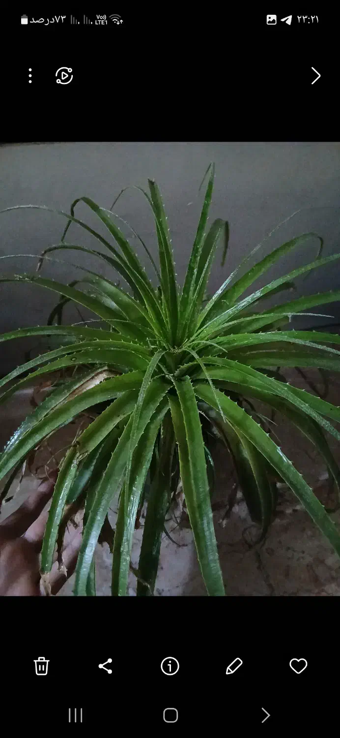 چهار ده عدد گل فقط ۴۵۰ هزار|گل و گیاه طبیعی|نسیمشهر, |دیوار