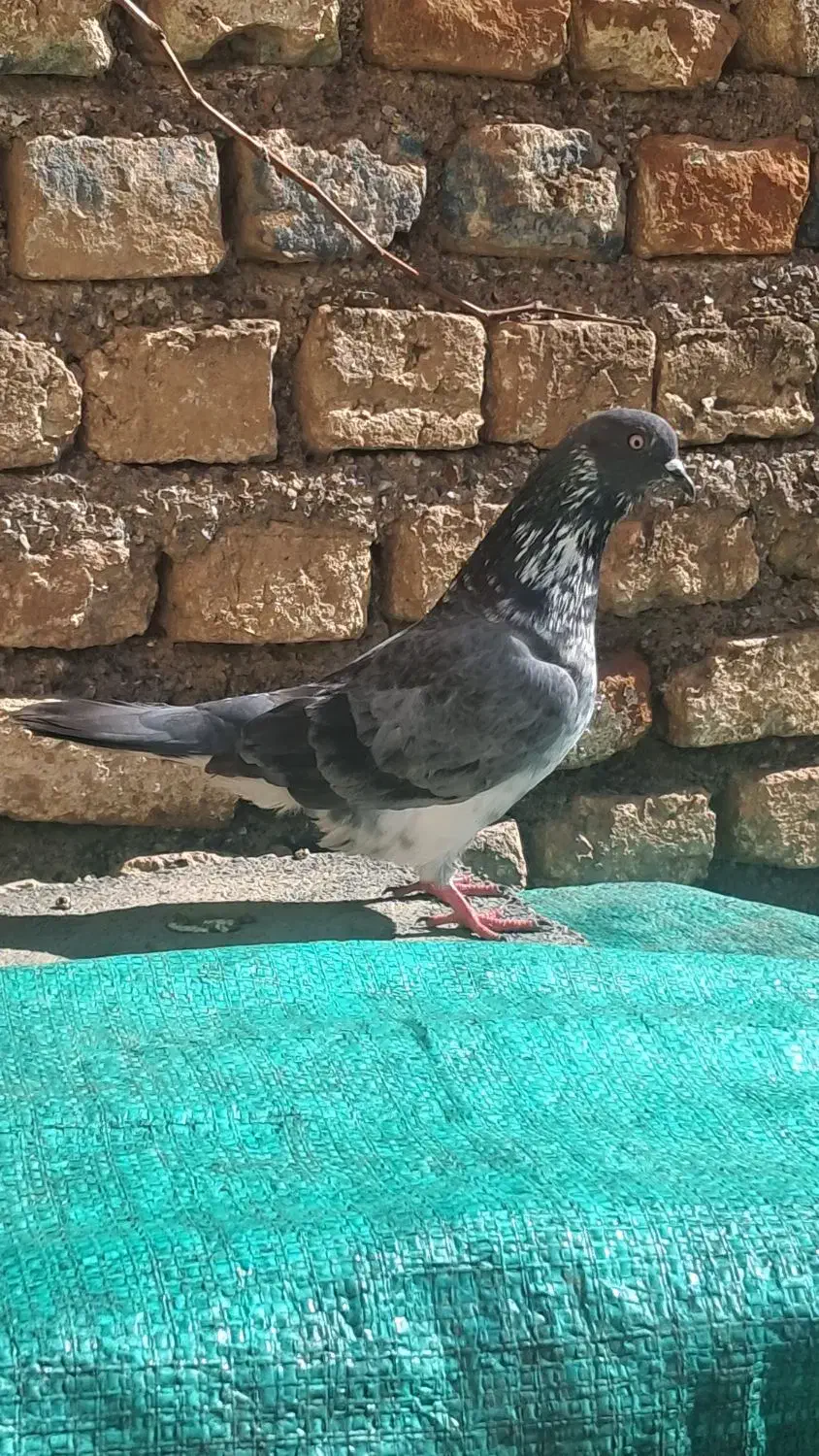 کبوتر بند|پرنده|سنگدوین, |دیوار