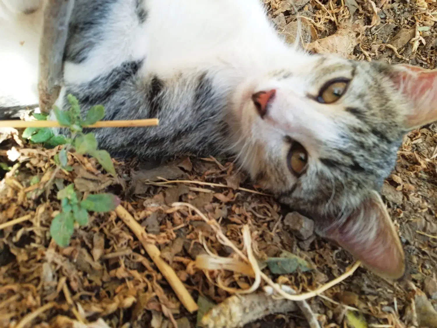 گربه نر|گربه|خوشاب, |دیوار