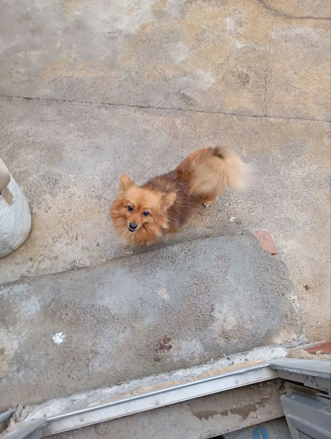 سگ پاکوتاه پامر|سگ|مشگین شهر, |دیوار