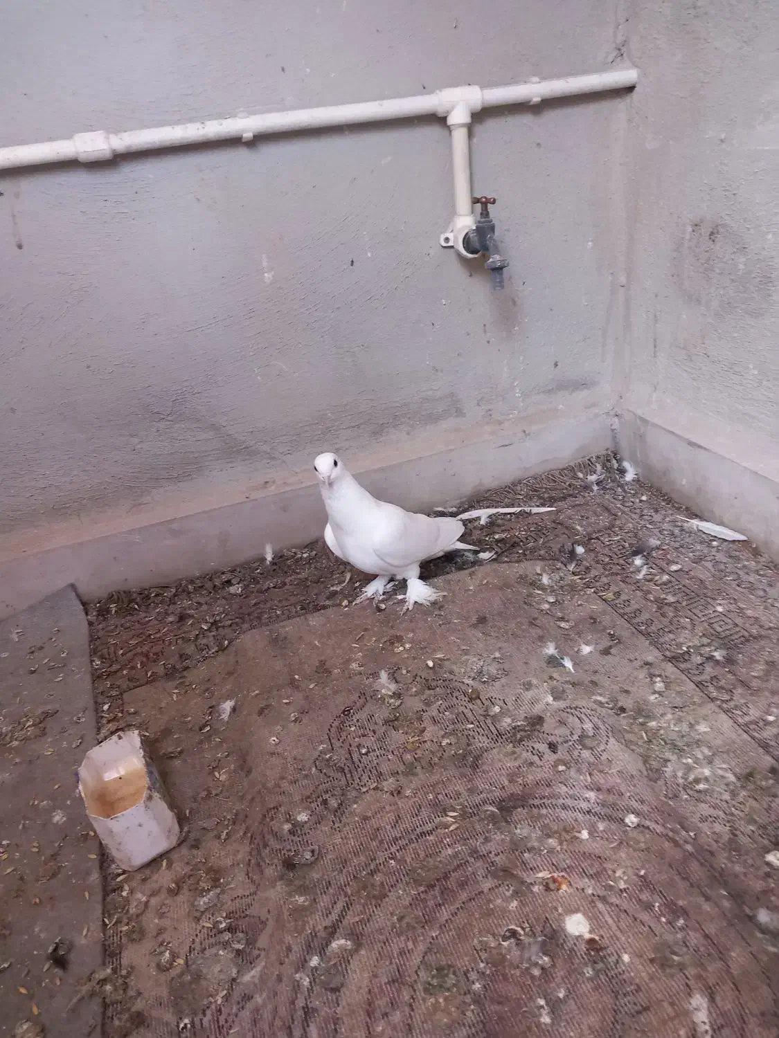 کبوتر لوتی|پرنده|تبریز, |دیوار