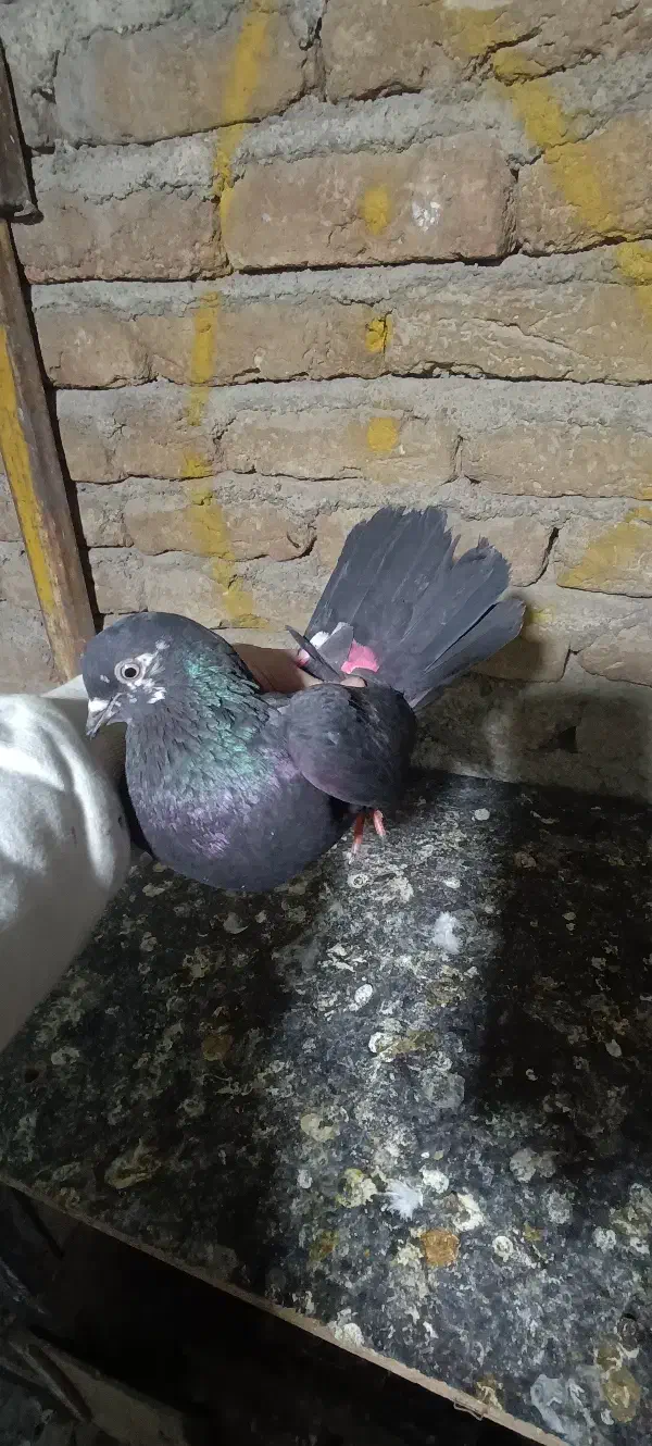 کبوتر|پرنده|کرج, کرج نو|دیوار