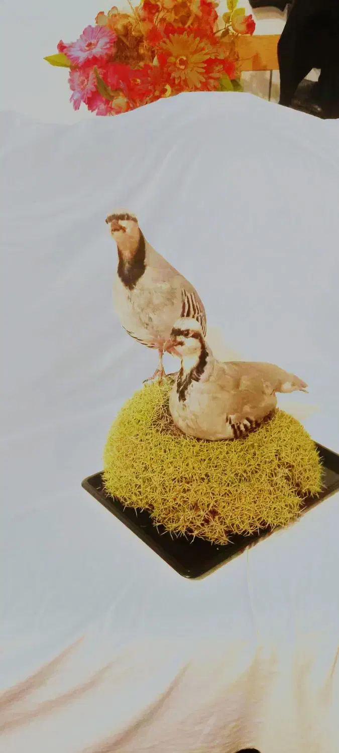 مجسمه|مجسمه، تندیس، ماکت|بن, |دیوار