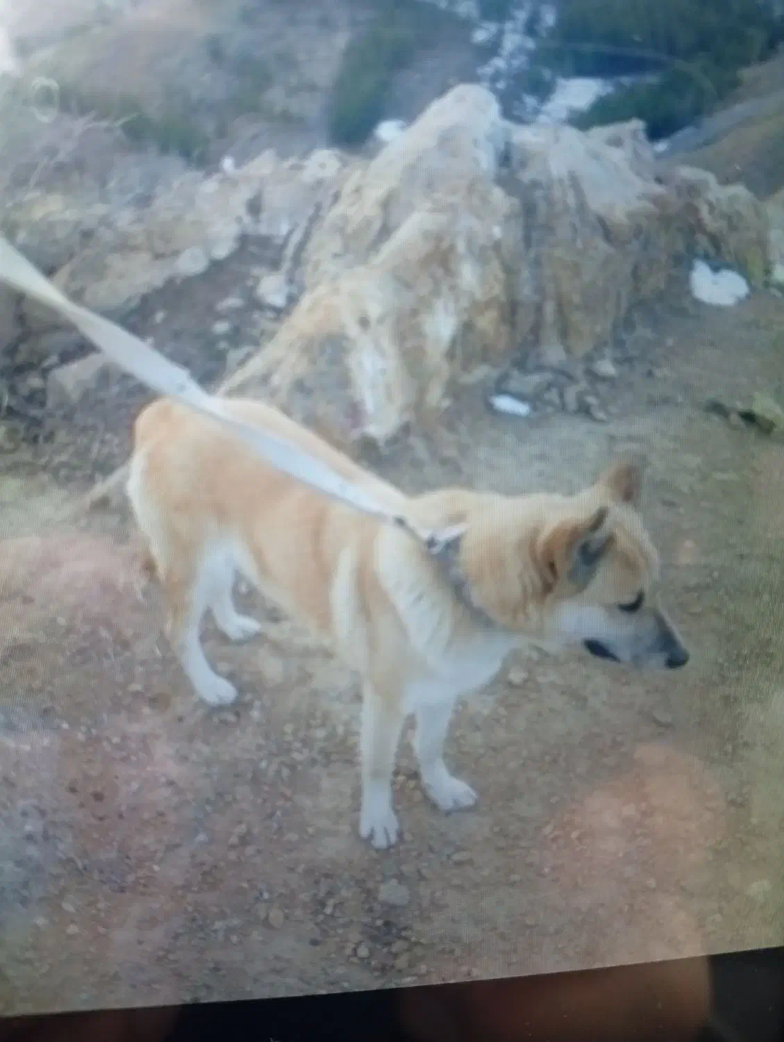 سگ نگهبان زرنگ وباهوش وزیبا|سگ|تربتحیدریه, کاشانی|دیوار