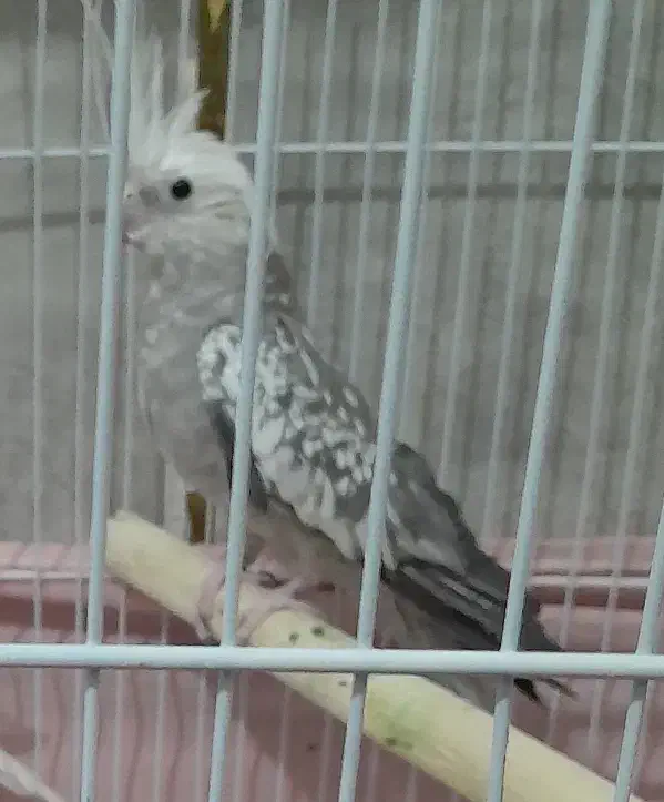 عروس هلندی ماده اماده|پرنده|زاهدان, |دیوار