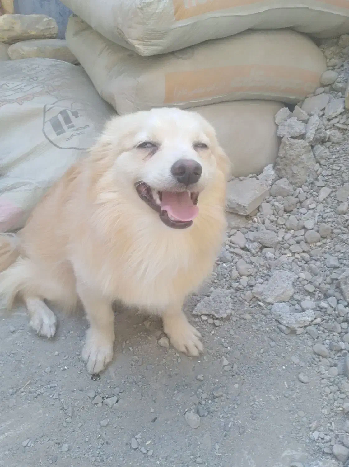 نر و ماده رودان هستش|سگ|بندرعباس, |دیوار