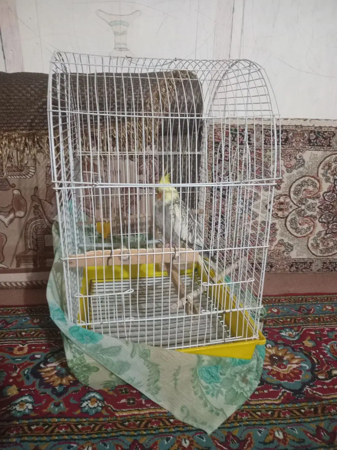 عروس هلندی ماده گول باقالی|پرنده|کامیاران, |دیوار