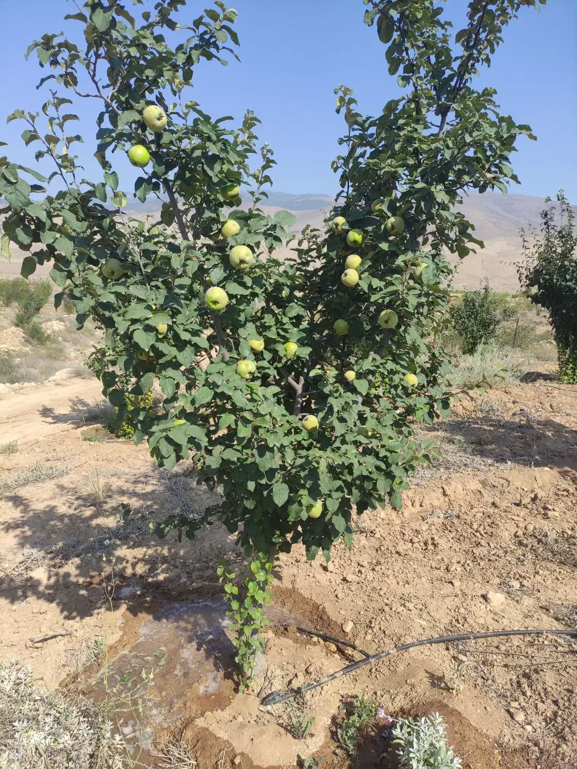فروش باغ|فروش زمین و ملک کلنگی|کیاسر, |دیوار