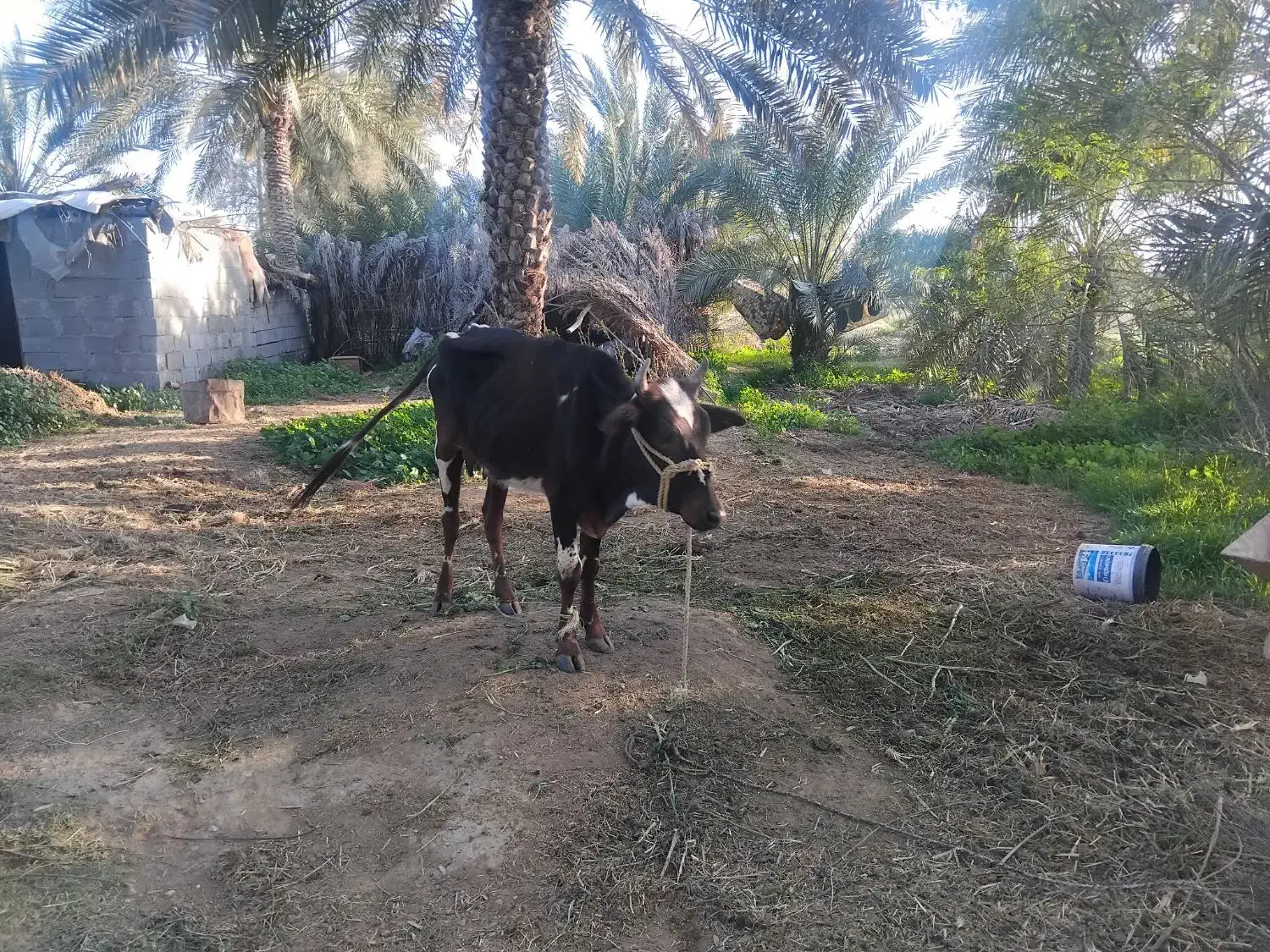 گاو|حیوانات مزرعه|رودخانه, |دیوار