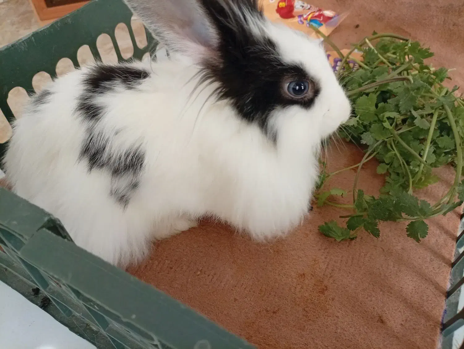 خرگوش نرمینیاتوری|موش و خرگوش|مهاباد (آذربایجان غربی), |دیوار