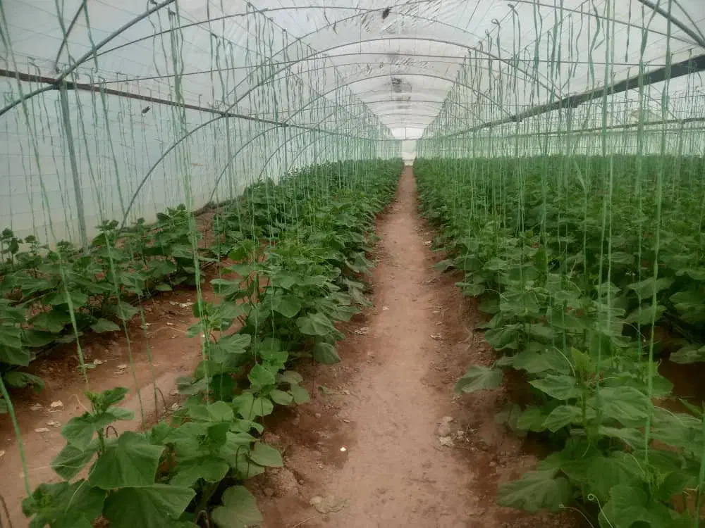 نخبندی گلخانه و پلاستیک کشی در استان کرمان جیرفت|خدمات باغبانی و درختکاری|جیرفت, |دیوار