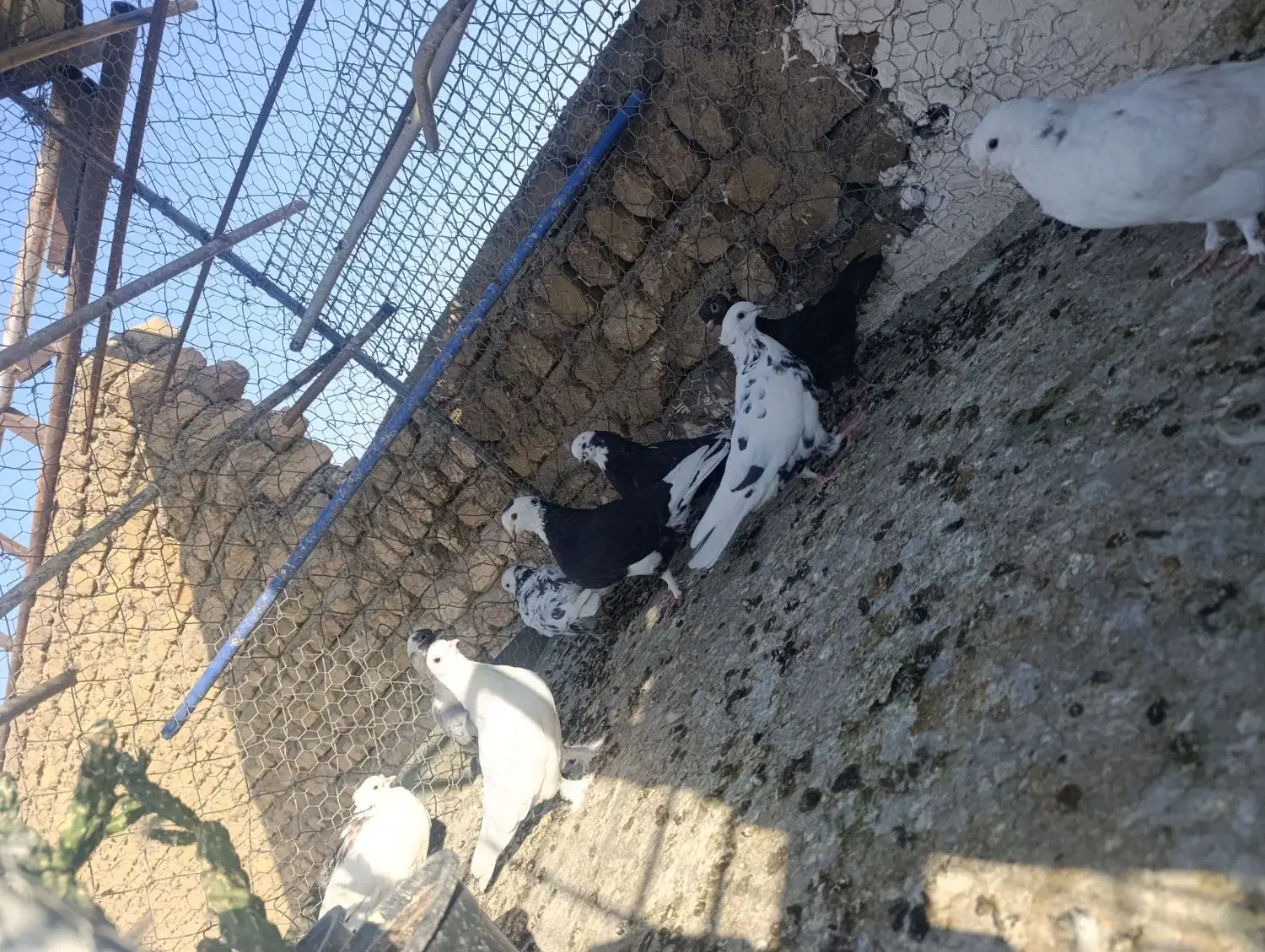 کفتر یجایی|پرنده|قم, نیروگاه|دیوار