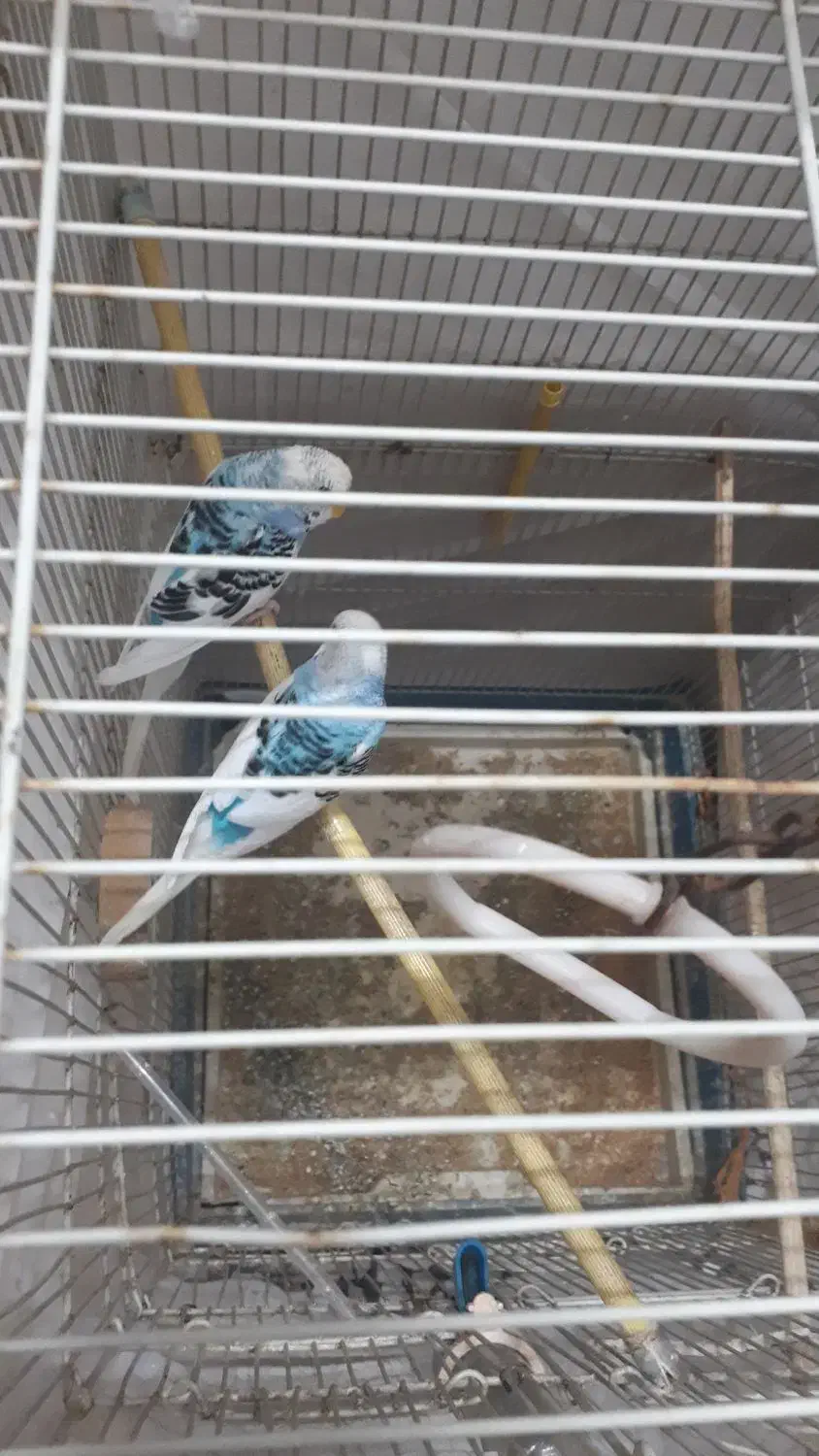 معاوضه باخروس و عروس هلندی و تخم مرغ برهما|پرنده|لنگرود, |دیوار