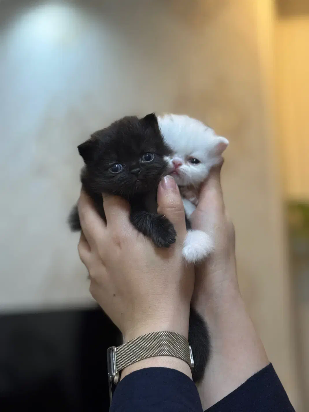 بچه گربه نژاد پرشین|گربه|سمنان, |دیوار