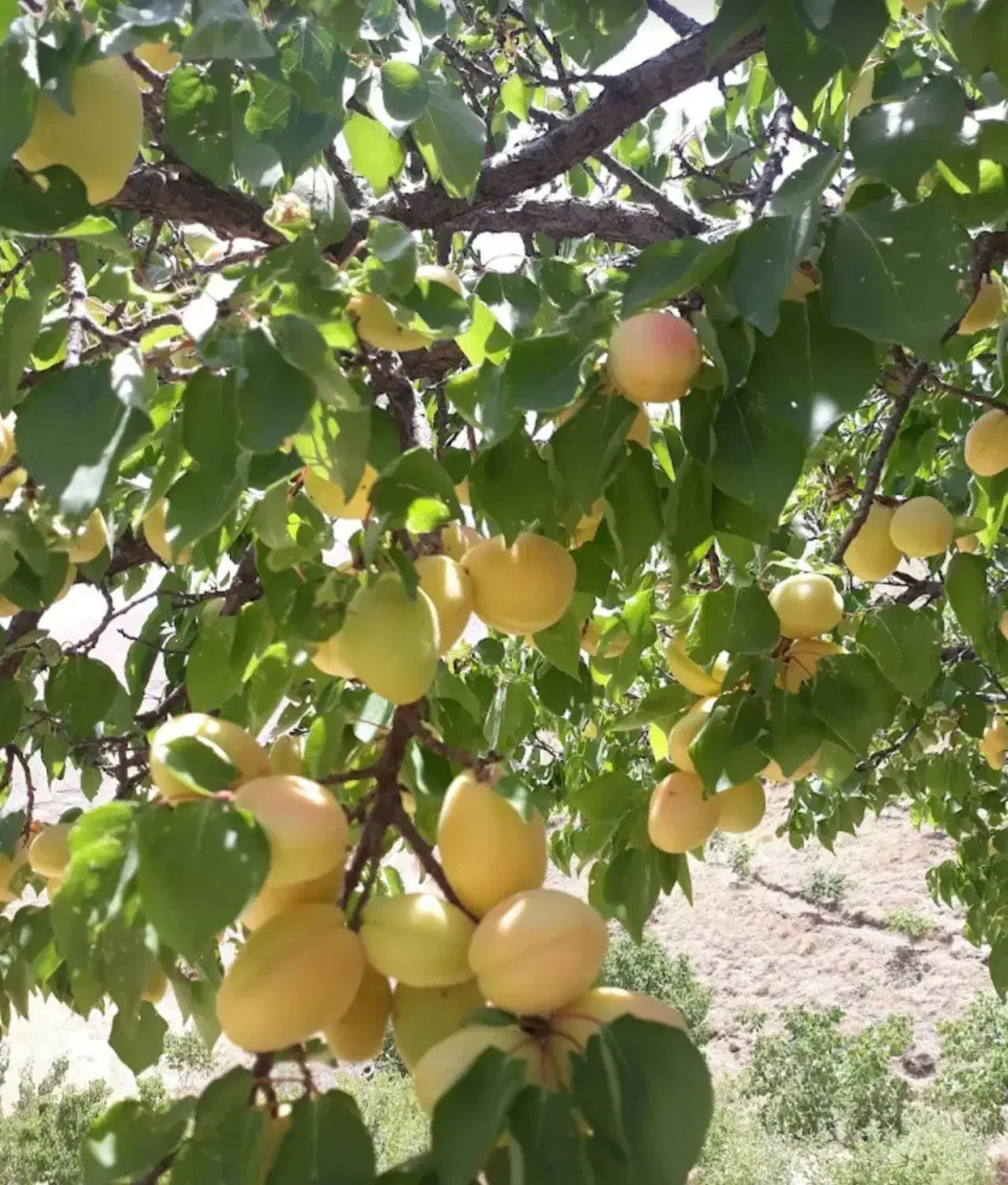 معاوضه باغ با باغ|فروش دفتر صنعتی، کشاورزی، تجاری|موچش, |دیوار