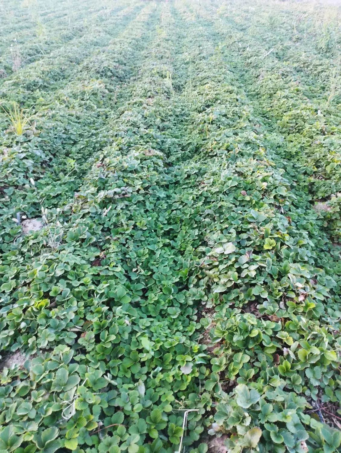 نهال توت فرنگی|خدمات باغبانی و درختکاری|خان ببین, |دیوار